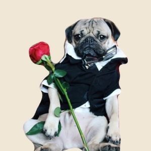 Meet your Posher, Ava